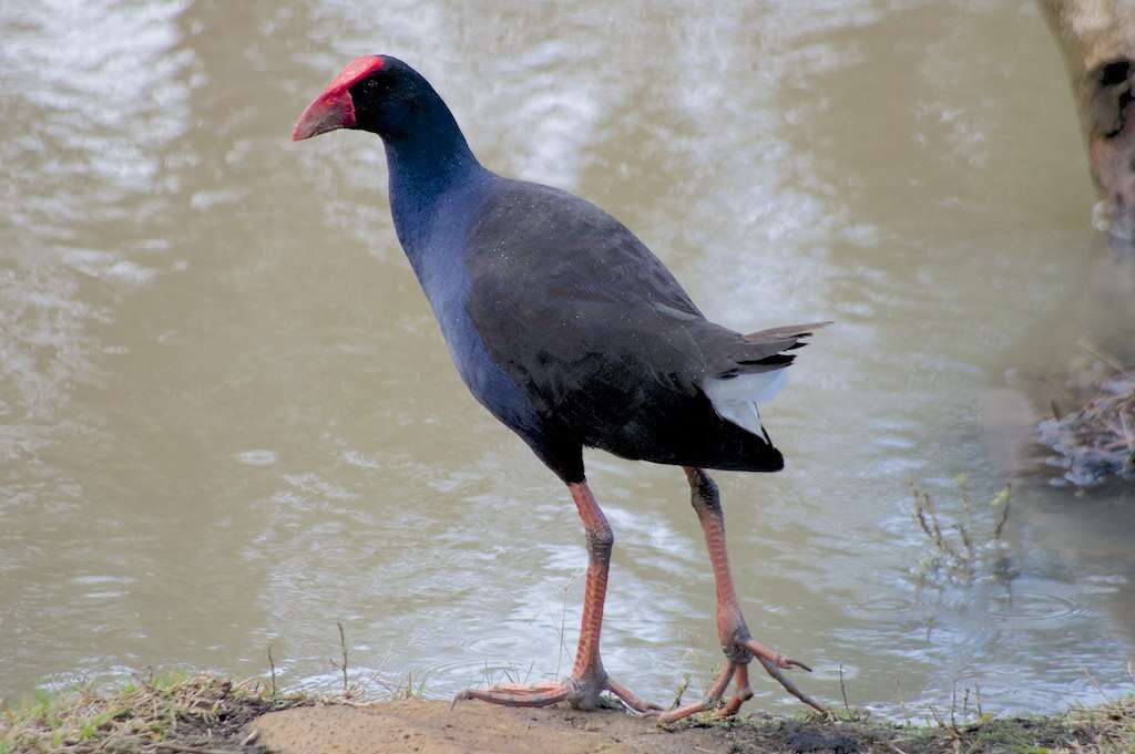 Image of Australasian Swamphen