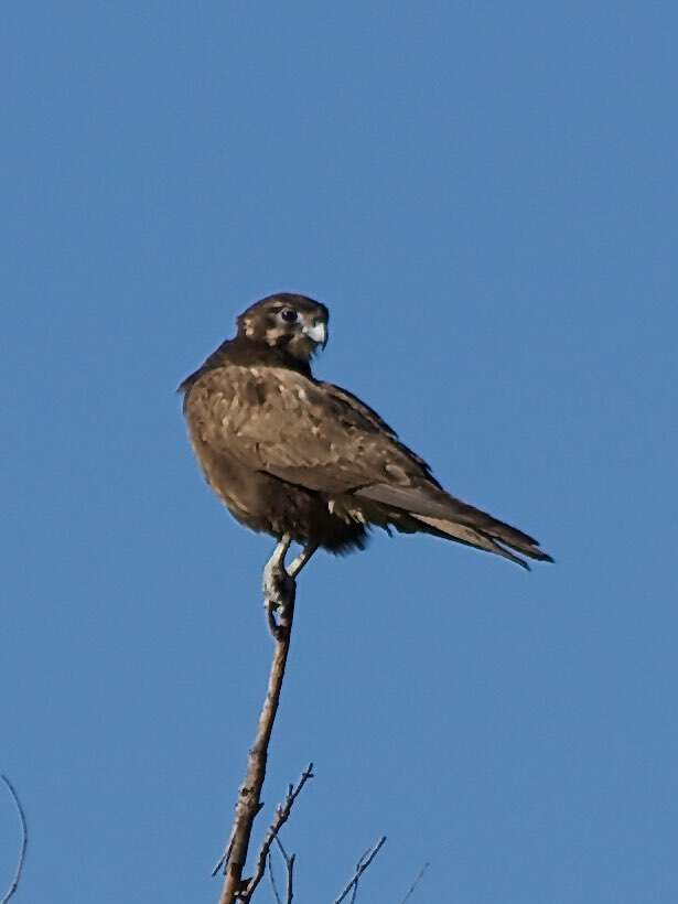 Image of Brown Falcon