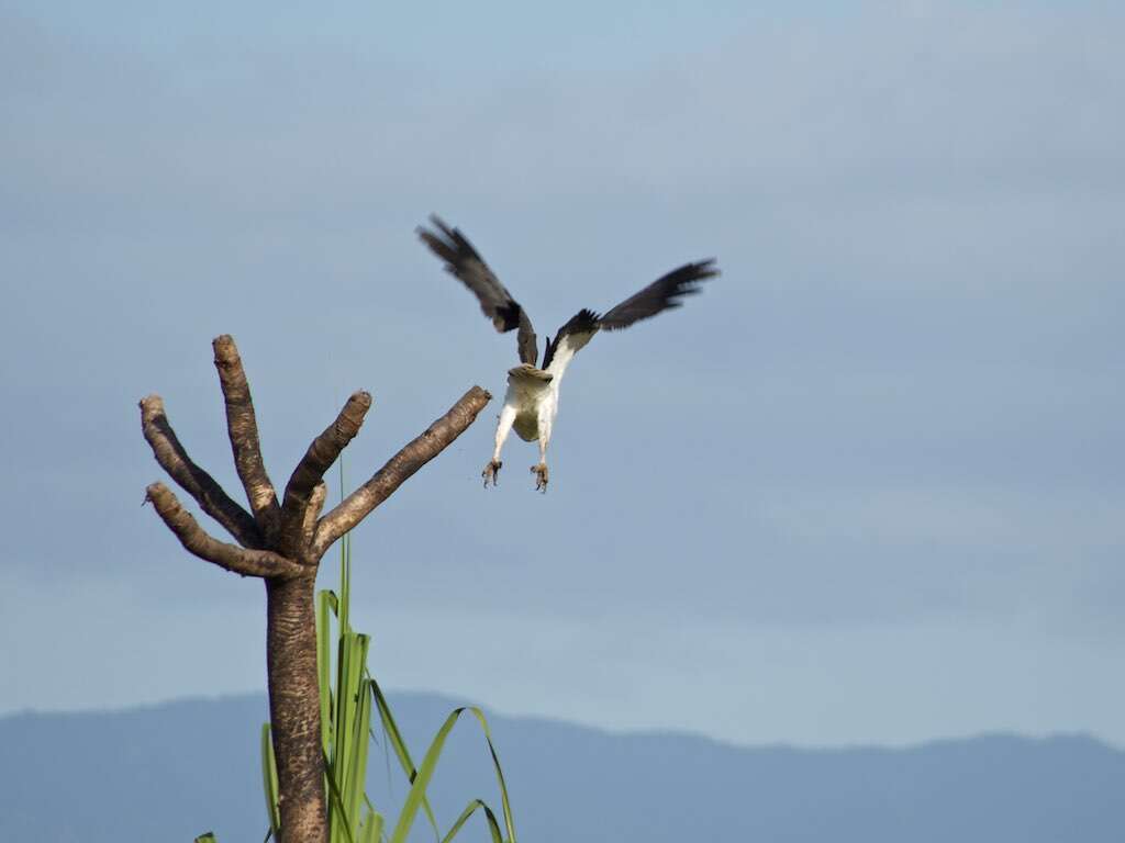 Image of White-bellied Sea Eagle