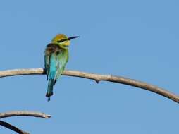 Image of Rainbow Bee-eater