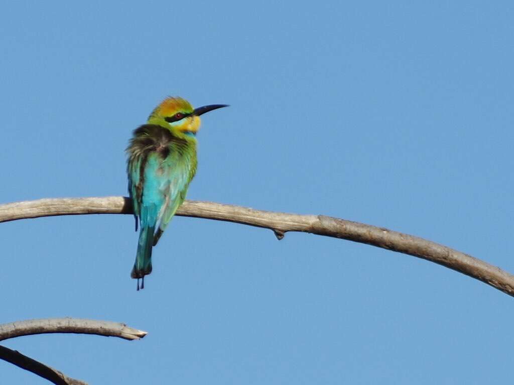 Image of Rainbow Bee-eater