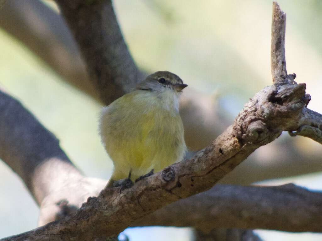 Image of Lemon-bellied Flycatcher