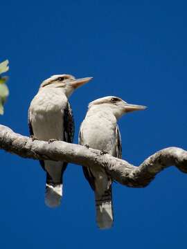 Image of Kookaburra