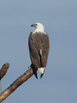 Image of White-bellied Sea Eagle