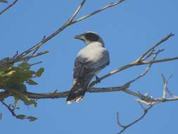 Image of Black-faced Cuckoo-shrike