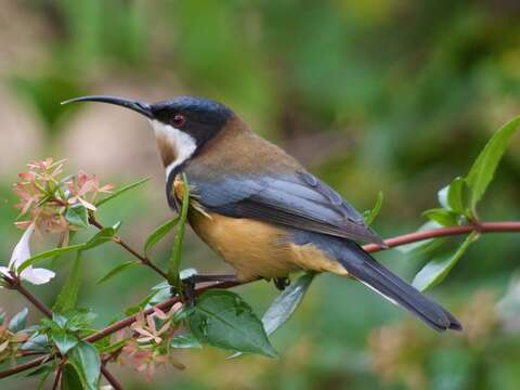 Image of Spinebill