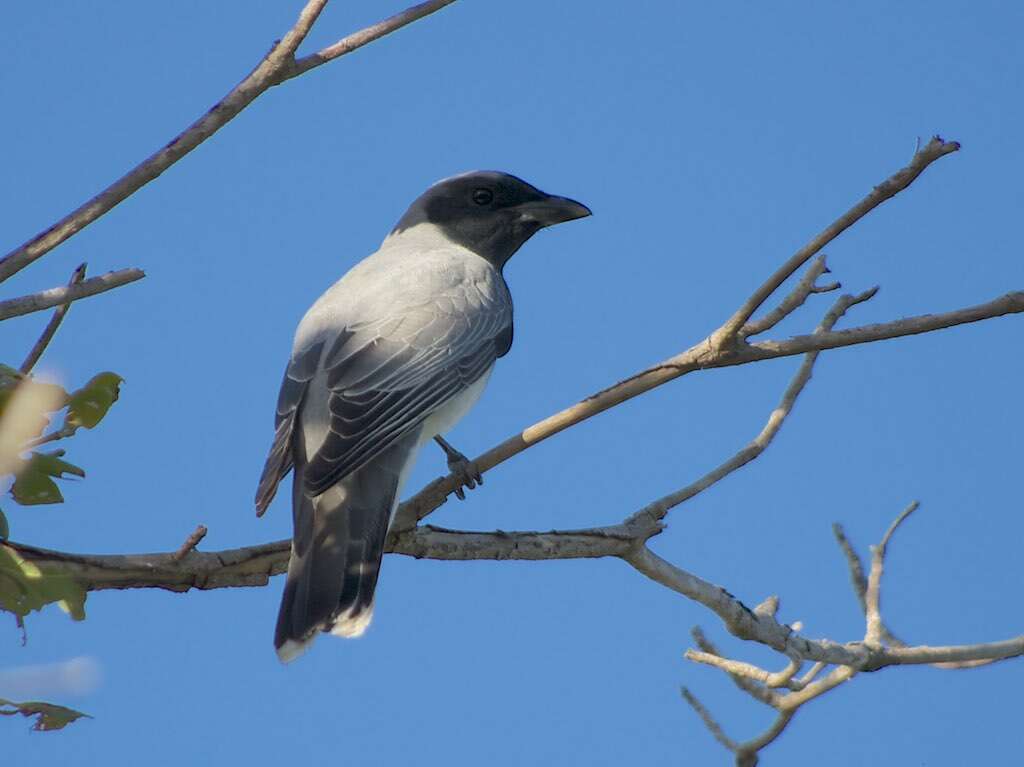 Image of Black-faced Cuckoo-shrike