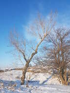 Image of Black Poplar