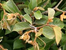 Image of kangaroo vine