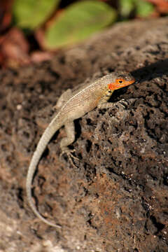 Image of Galapagos Lava Lizard