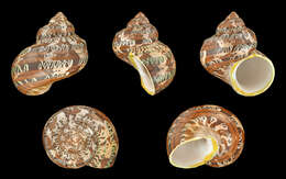 Image of cat's-eye shell