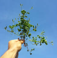 Imagem de Oxalis stricta