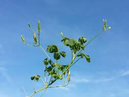 Image de Oxalis stricta