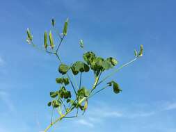 Image de Oxalis stricta