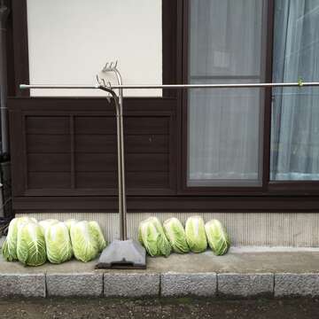 Image of Napa cabbage