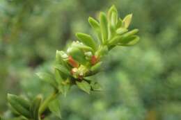 صورة Podocarpus nivalis Hook.