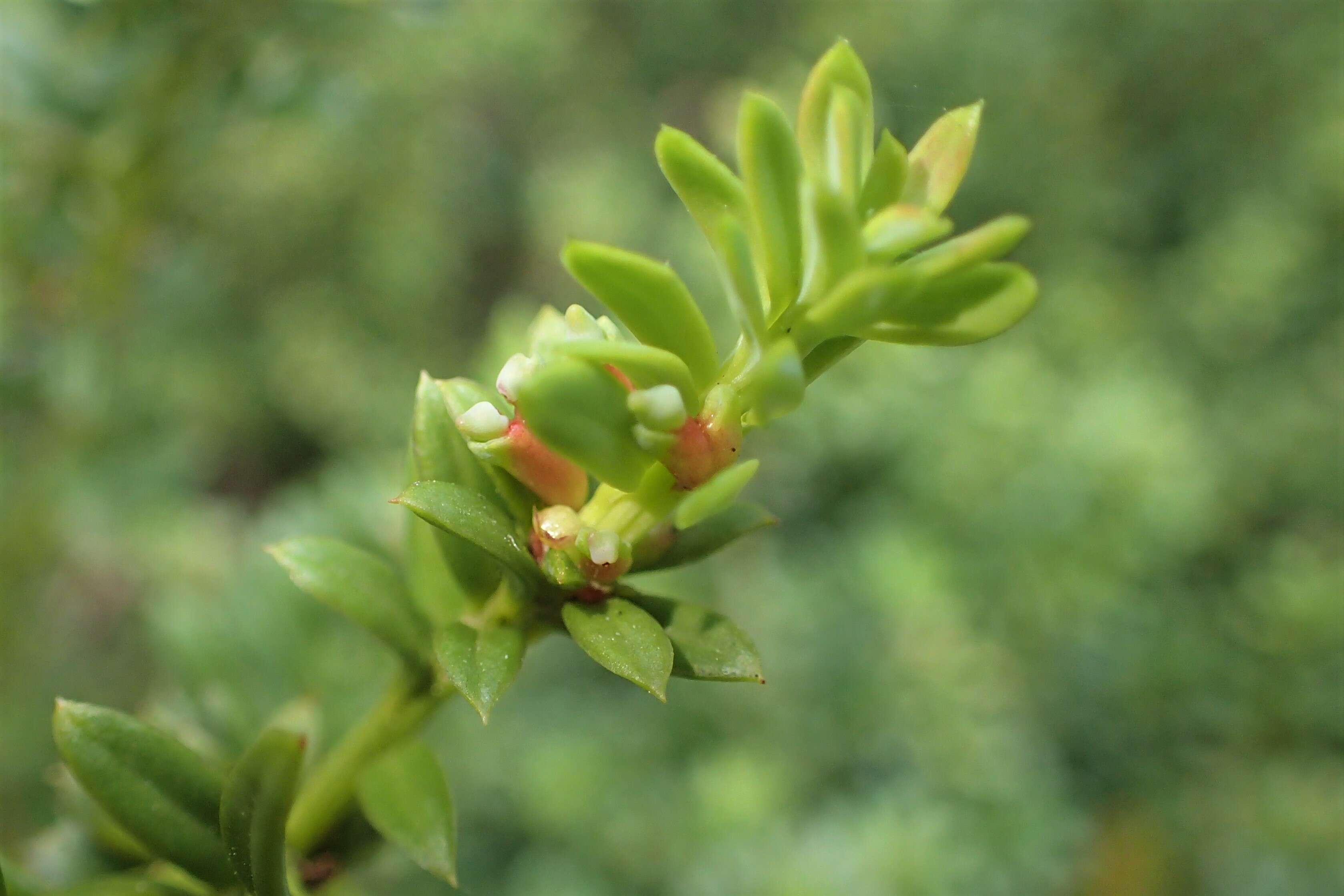 صورة Podocarpus nivalis Hook.