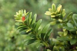 صورة Podocarpus nivalis Hook.