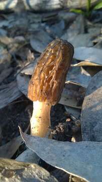 Image of Morchella eximia Boud. 1910