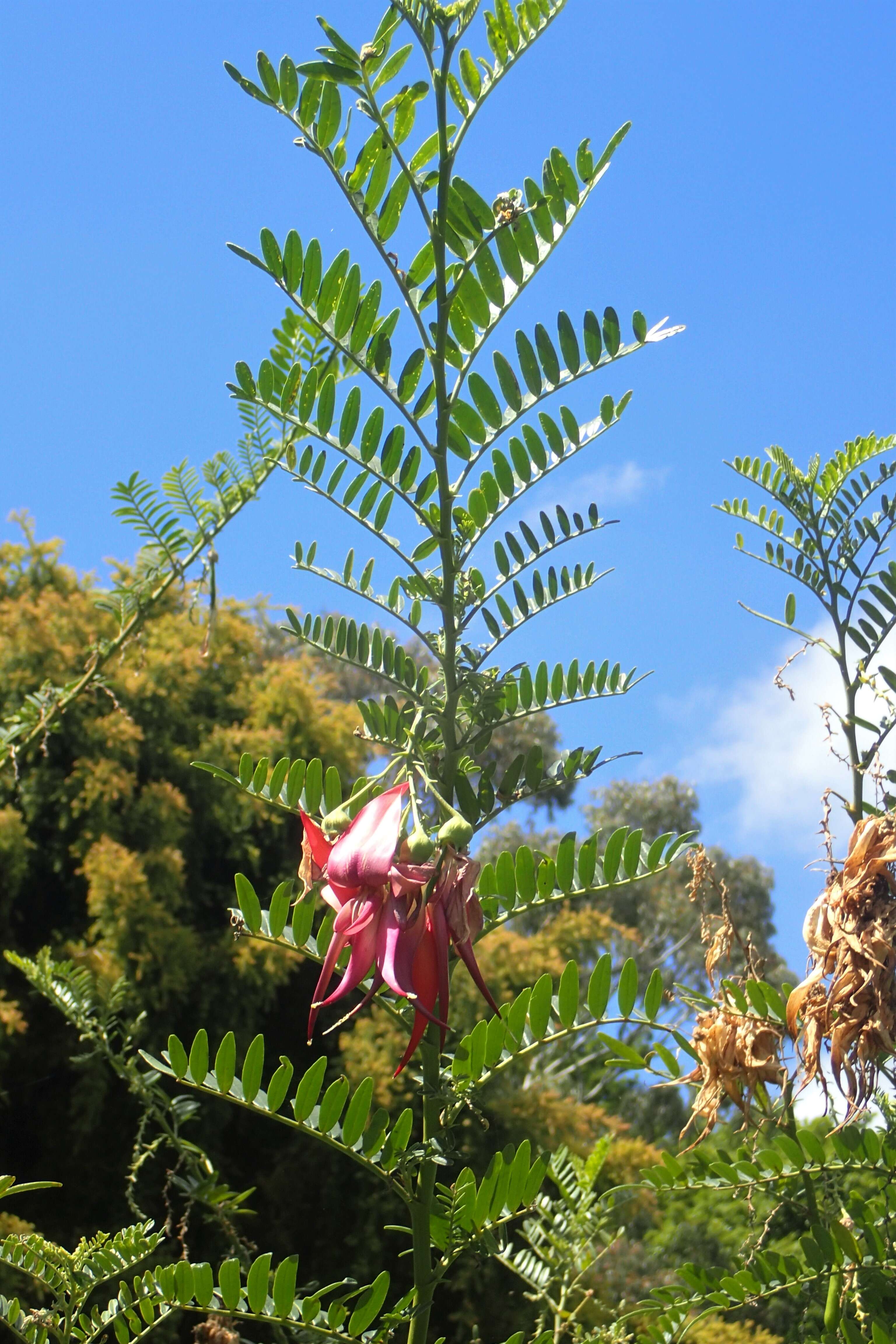 Слика од Clianthus maximus