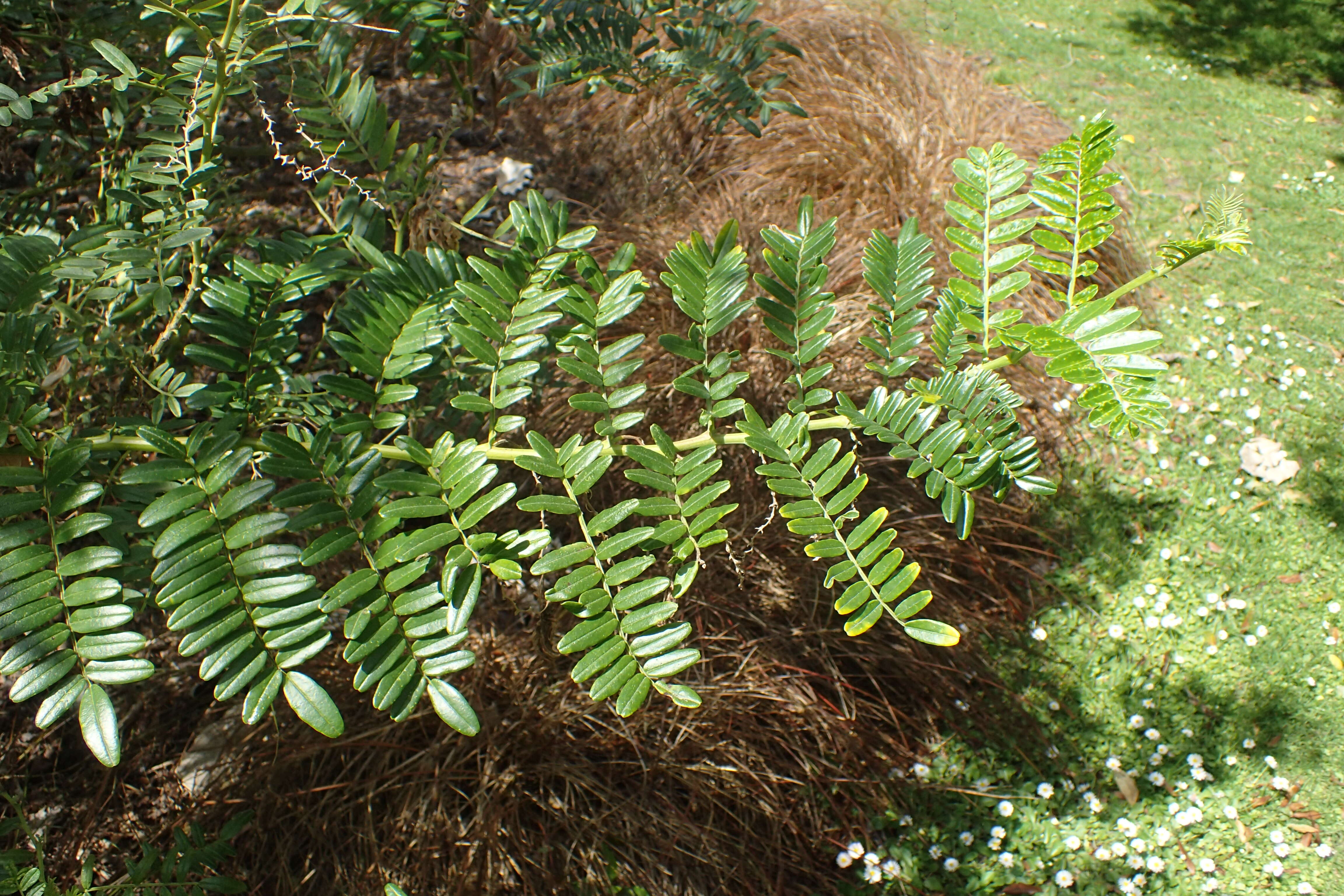 Слика од Clianthus maximus