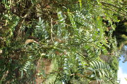 Image of Clianthus maximus