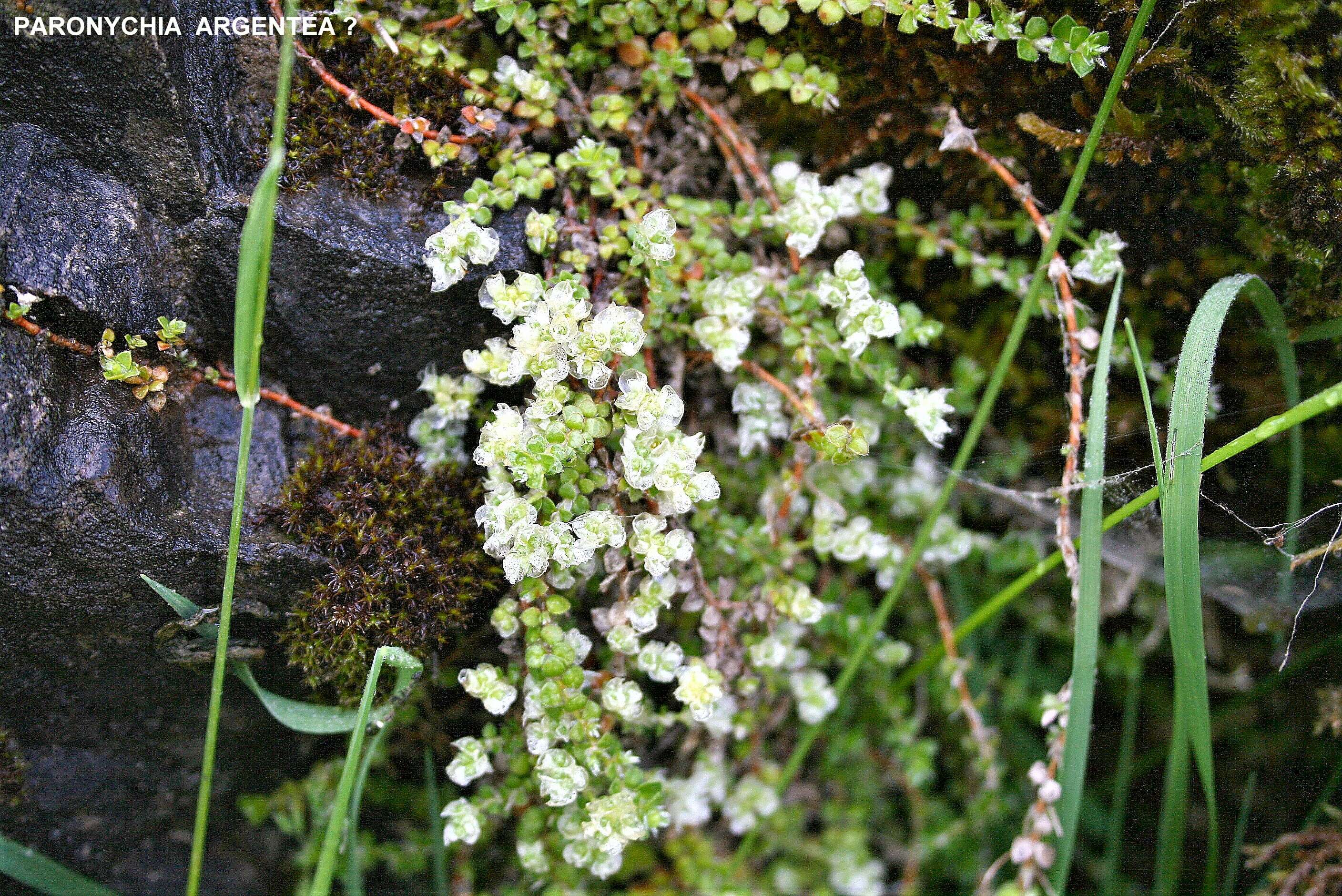 Image of Paronychia argentea Lam.