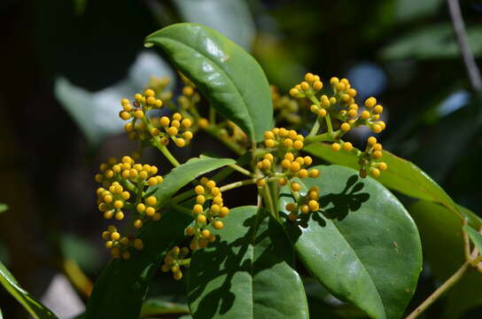 Image of Nothocissus hypoglauca (A. Gray) Latiff