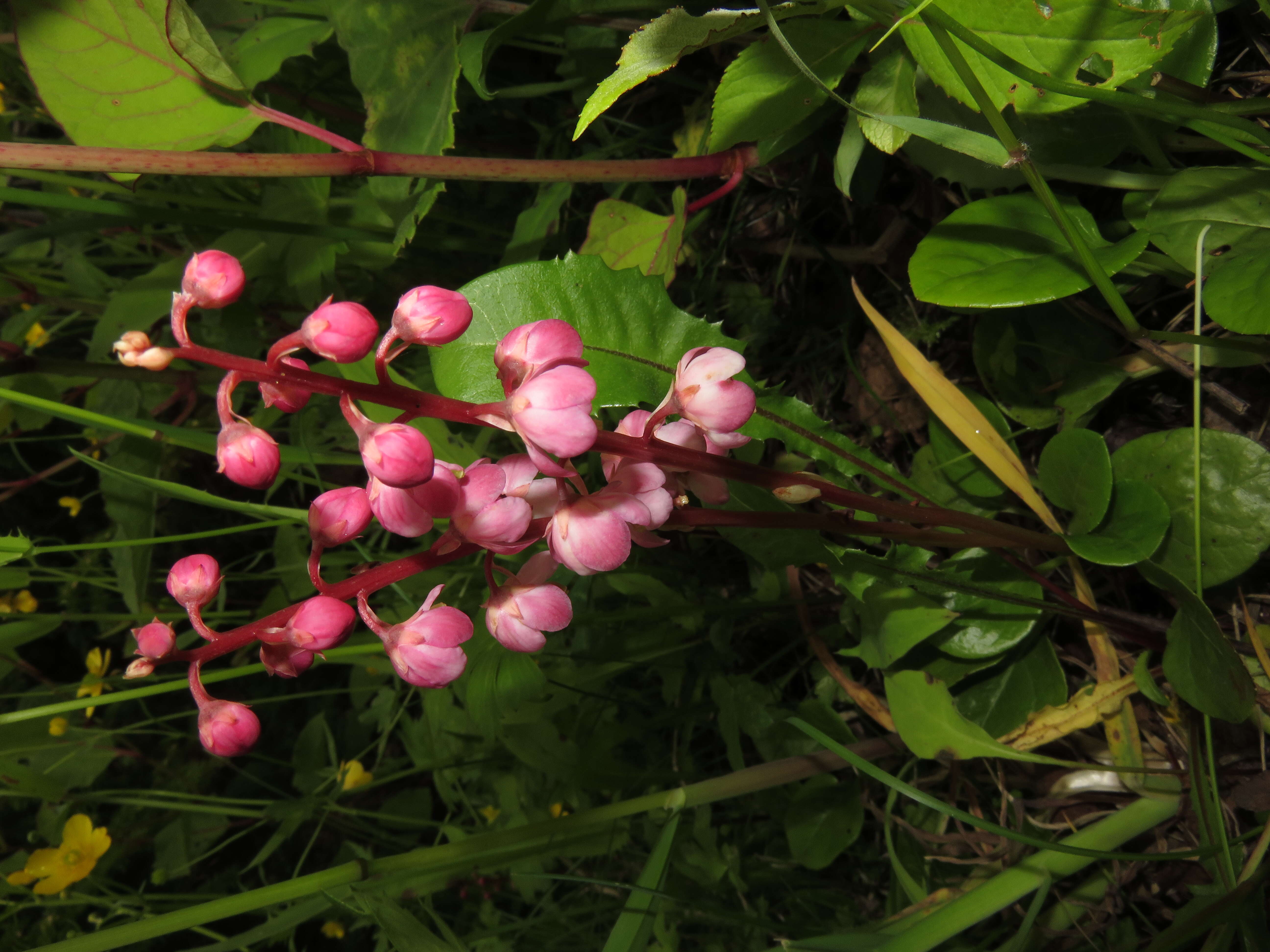 Image de Pyrola asarifolia Michx.