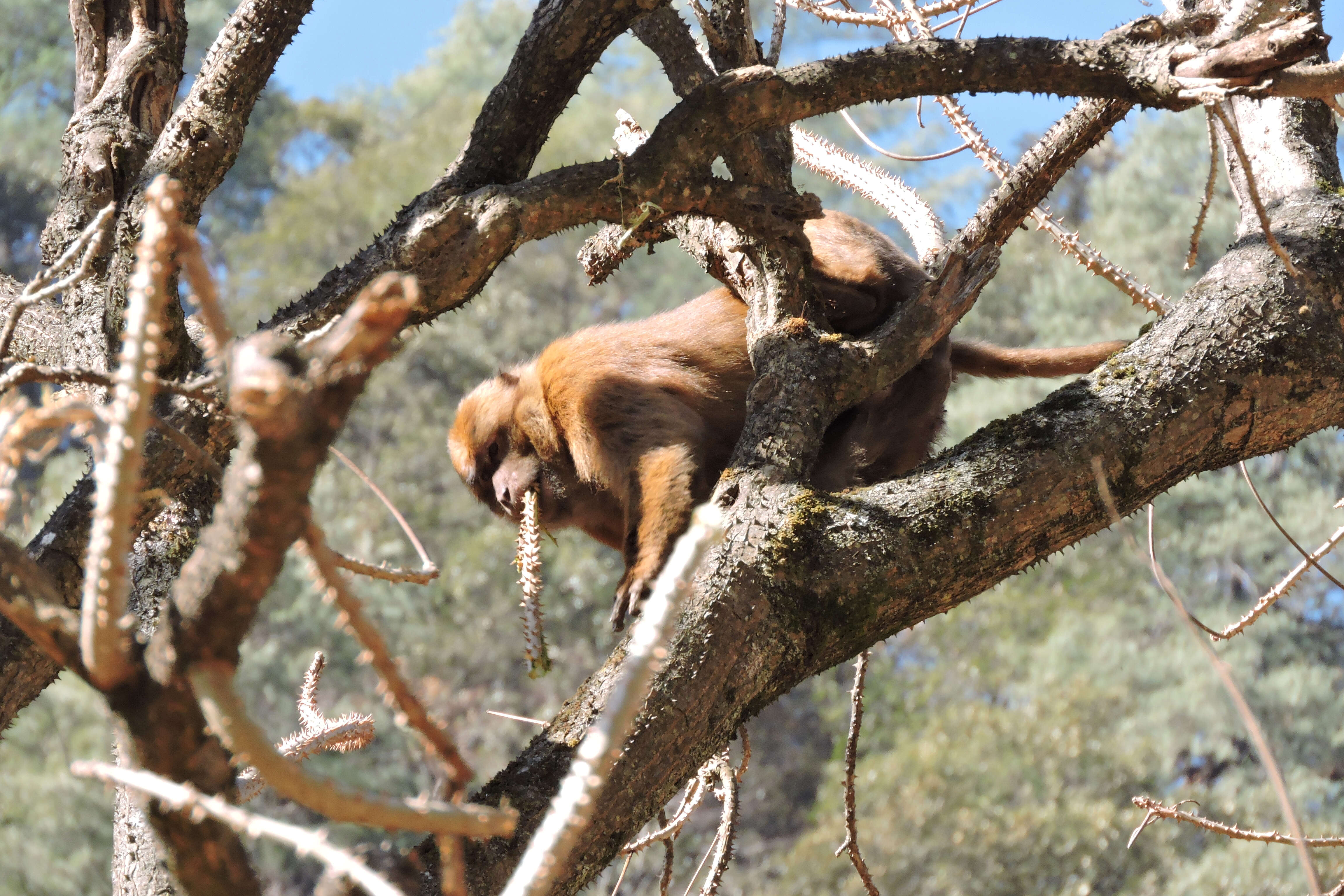 Image of Arunachal Macaque