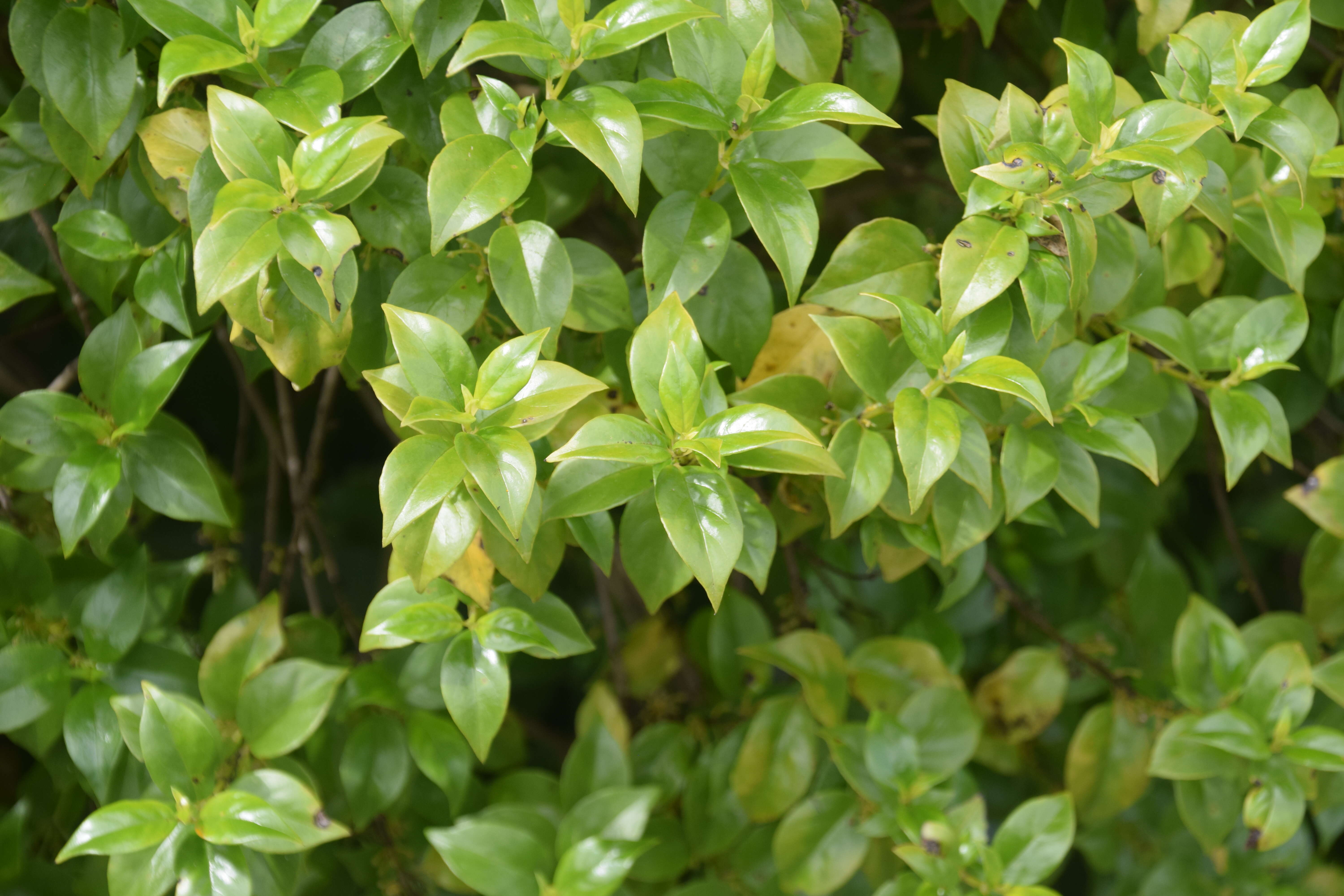 Imagem de Geniostoma rupestre var. ligustrifolium (Cunn.) B. J. Conn