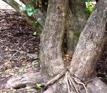 Image of Griselinia littoralis (Raoul) Raoul