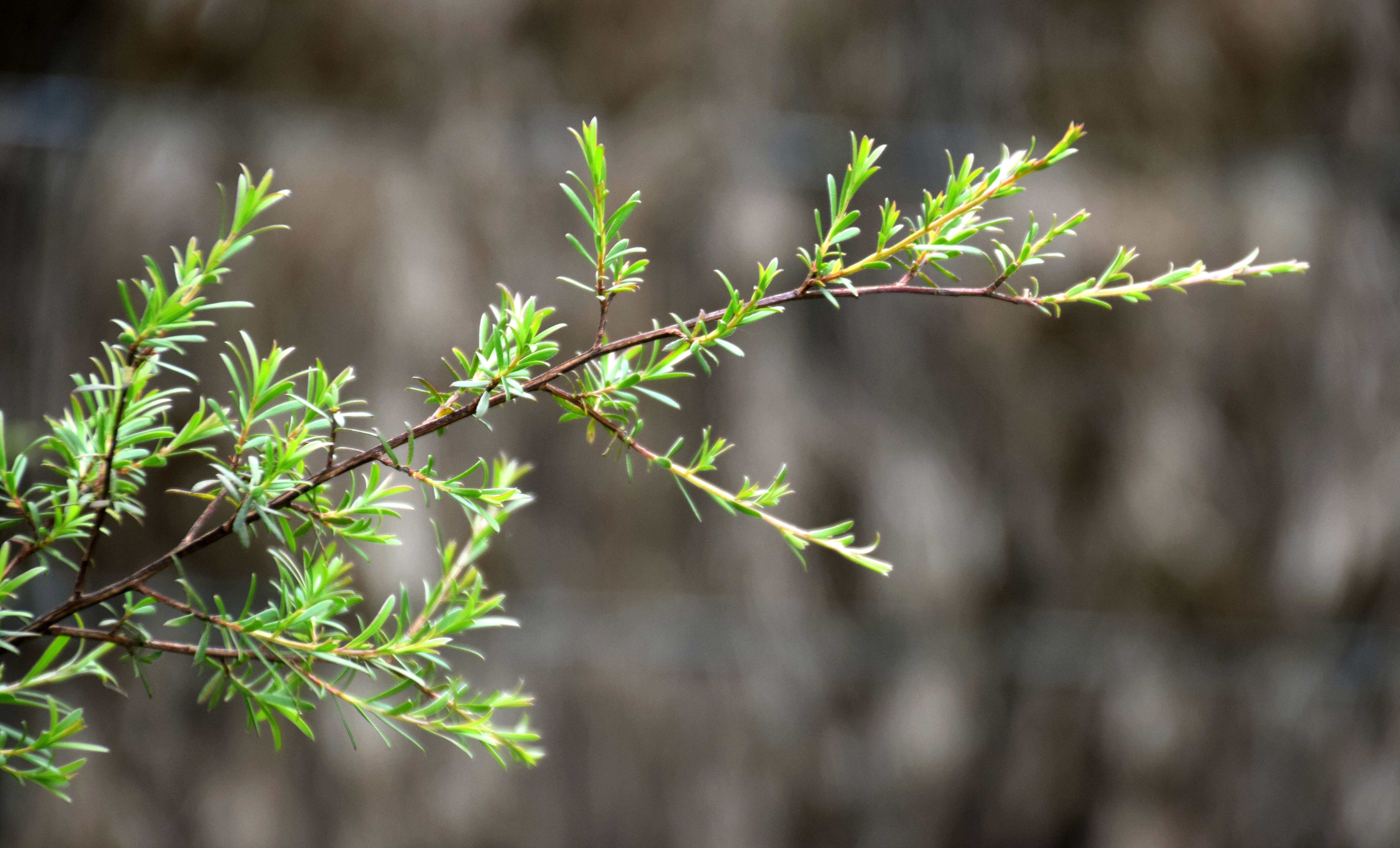 Sivun Kunzea ericoides (A. Rich.) J. Thompson kuva