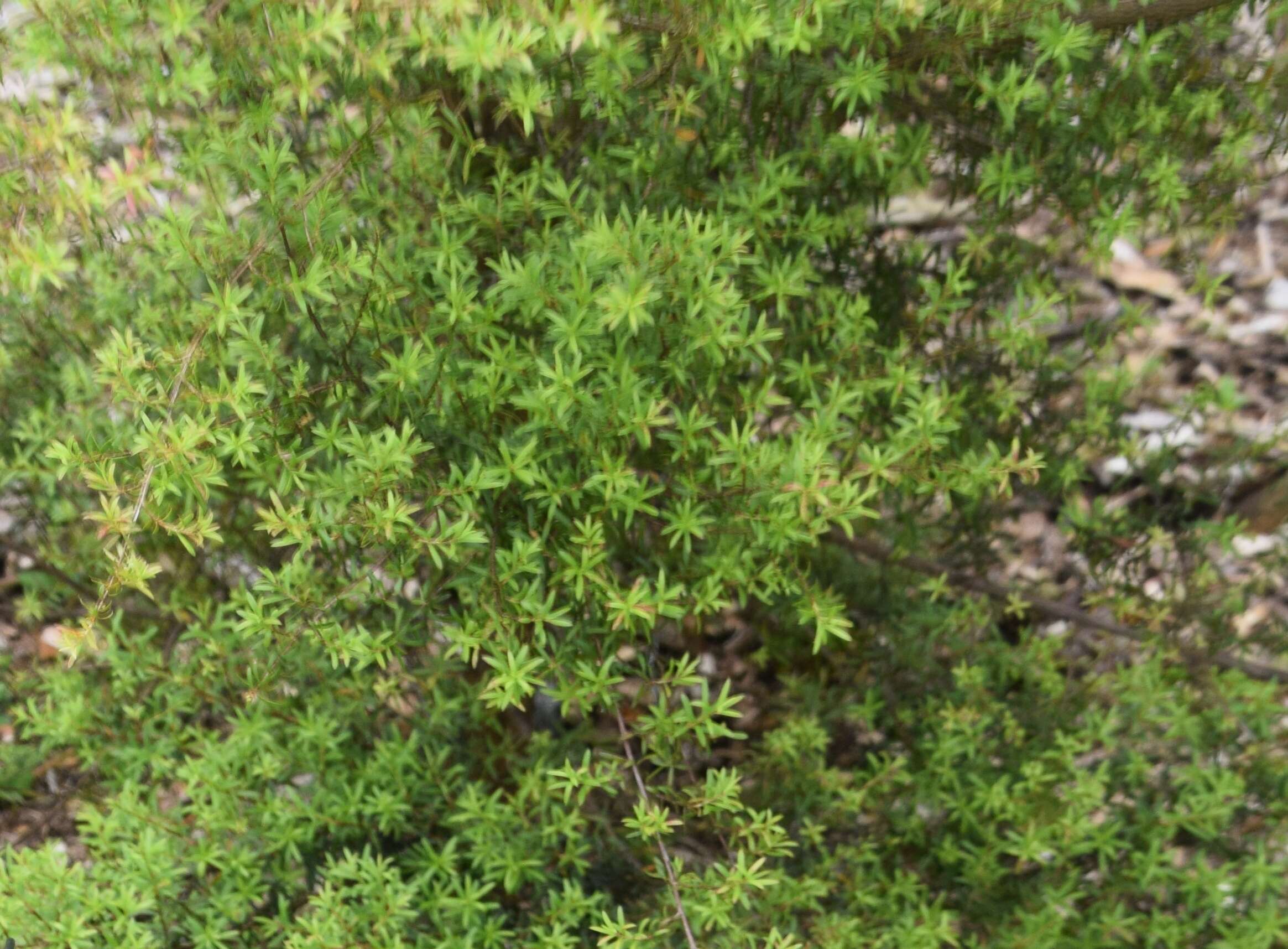 Plancia ëd Kunzea robusta de Lange & Toelken