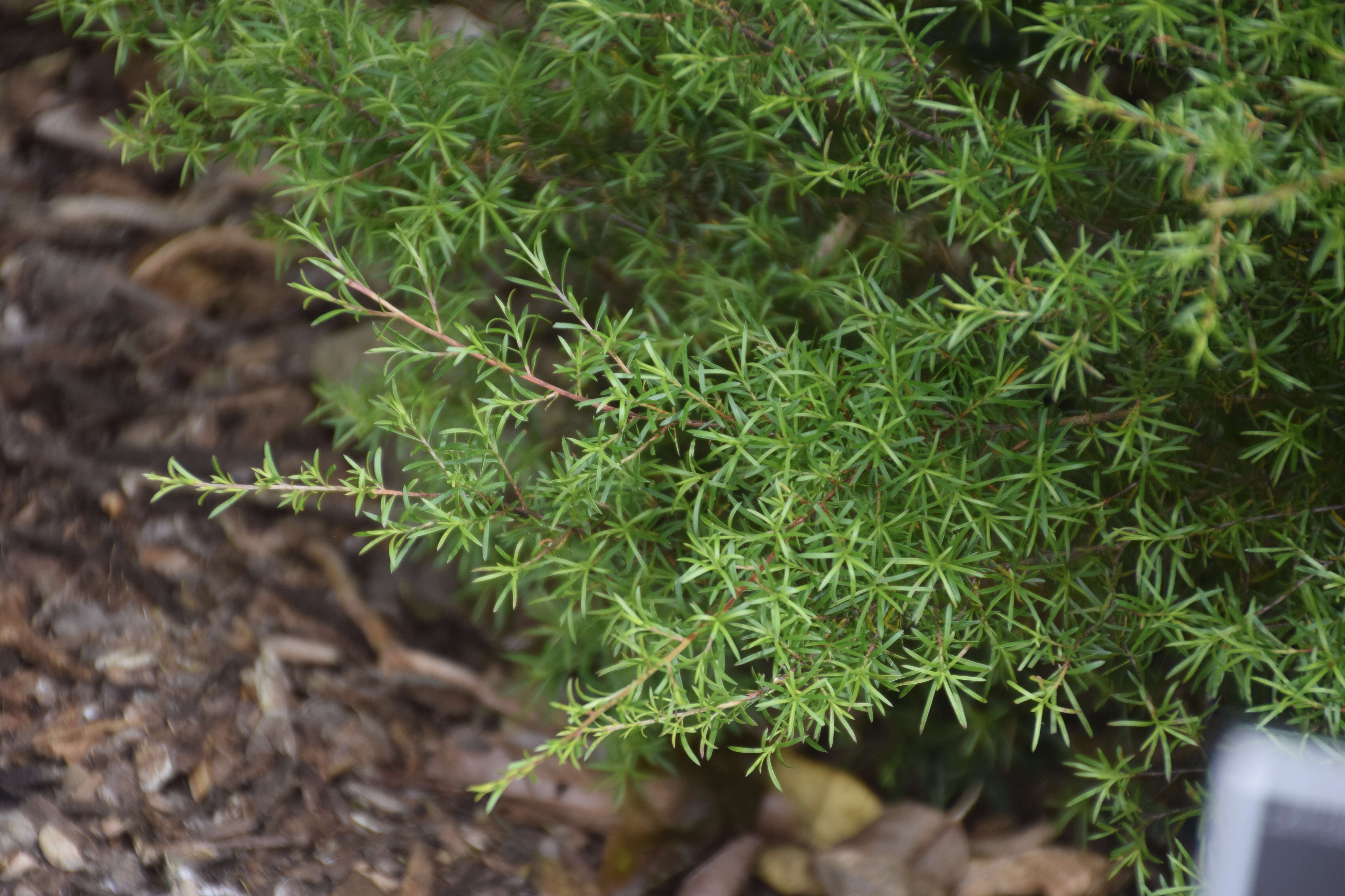 Sivun Kunzea ericoides (A. Rich.) J. Thompson kuva