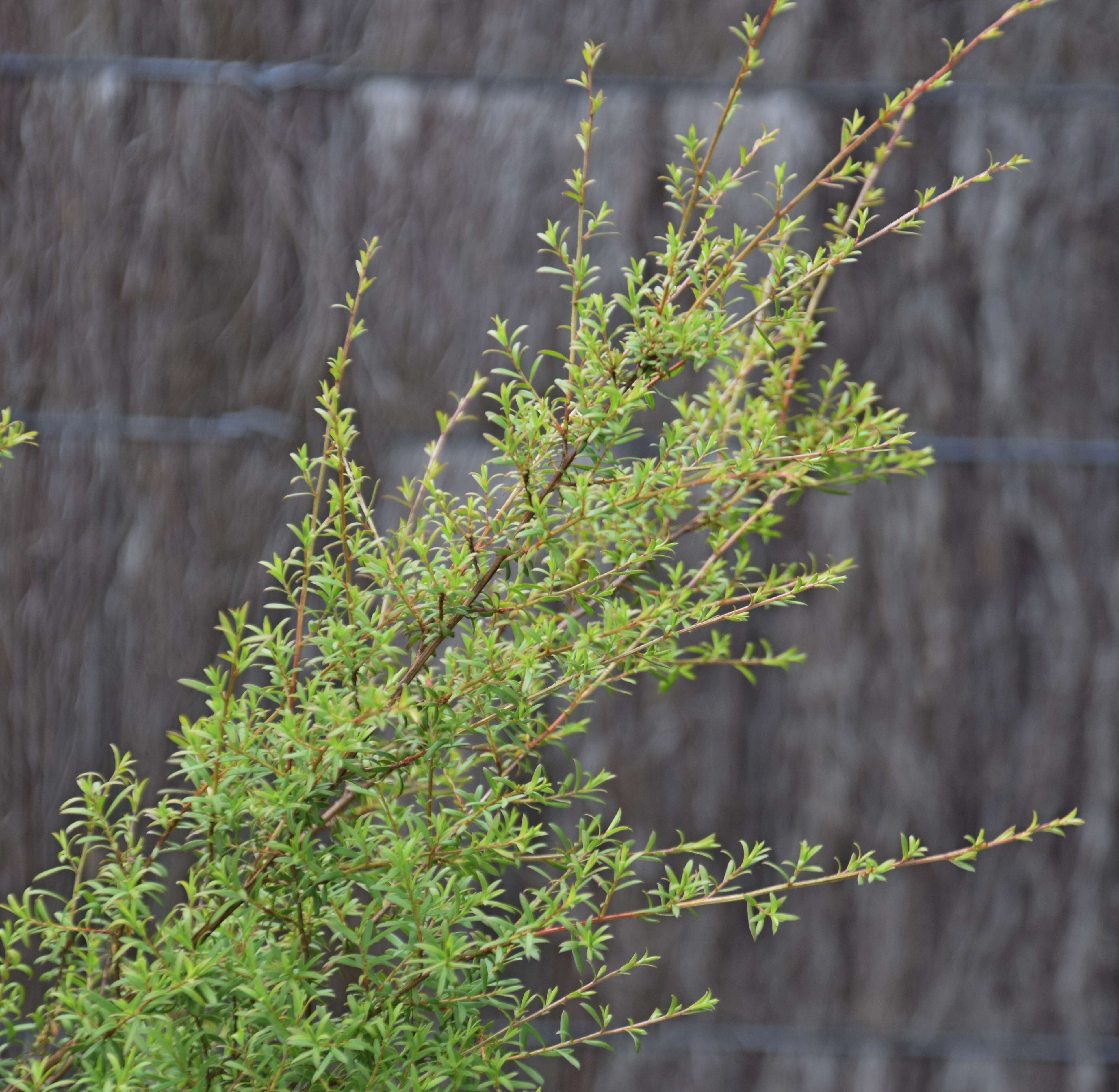 Plancia ëd Kunzea robusta de Lange & Toelken