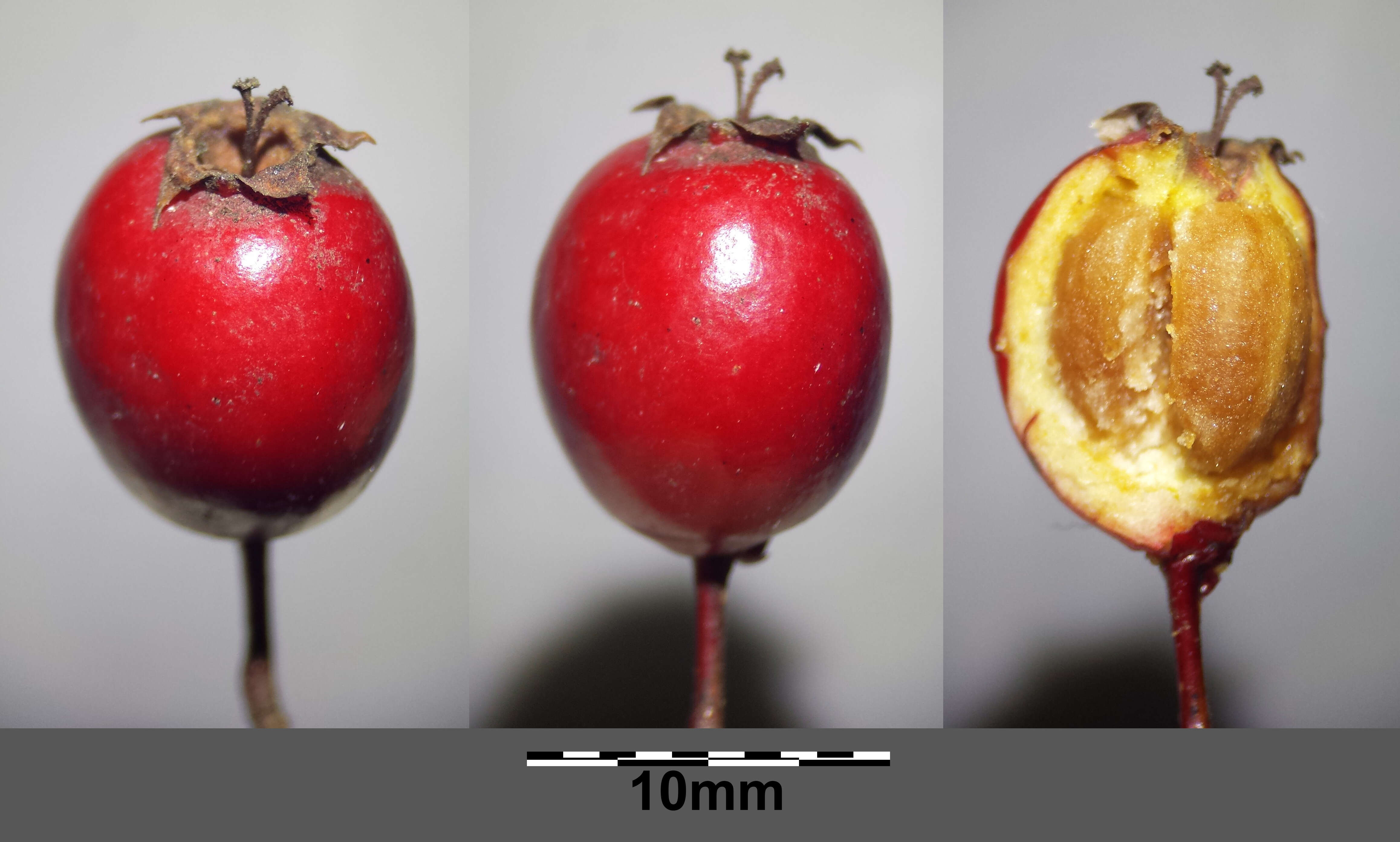 Image of Midland Hawthorn