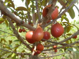 Image of Transvaal milk plum