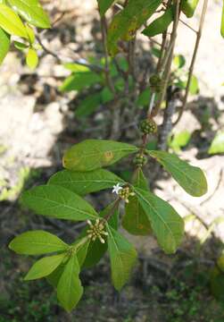 Image de Morinda royoc L.