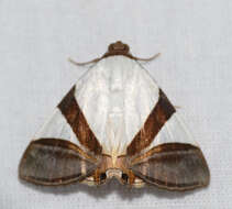 Image of Eulepidotis dominicata Guenée 1852