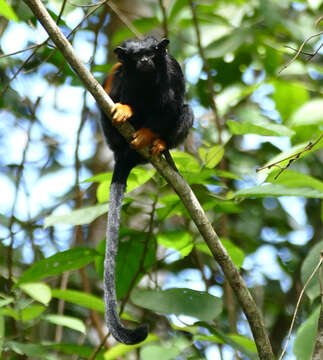 Image of Golden-handed Tamarin