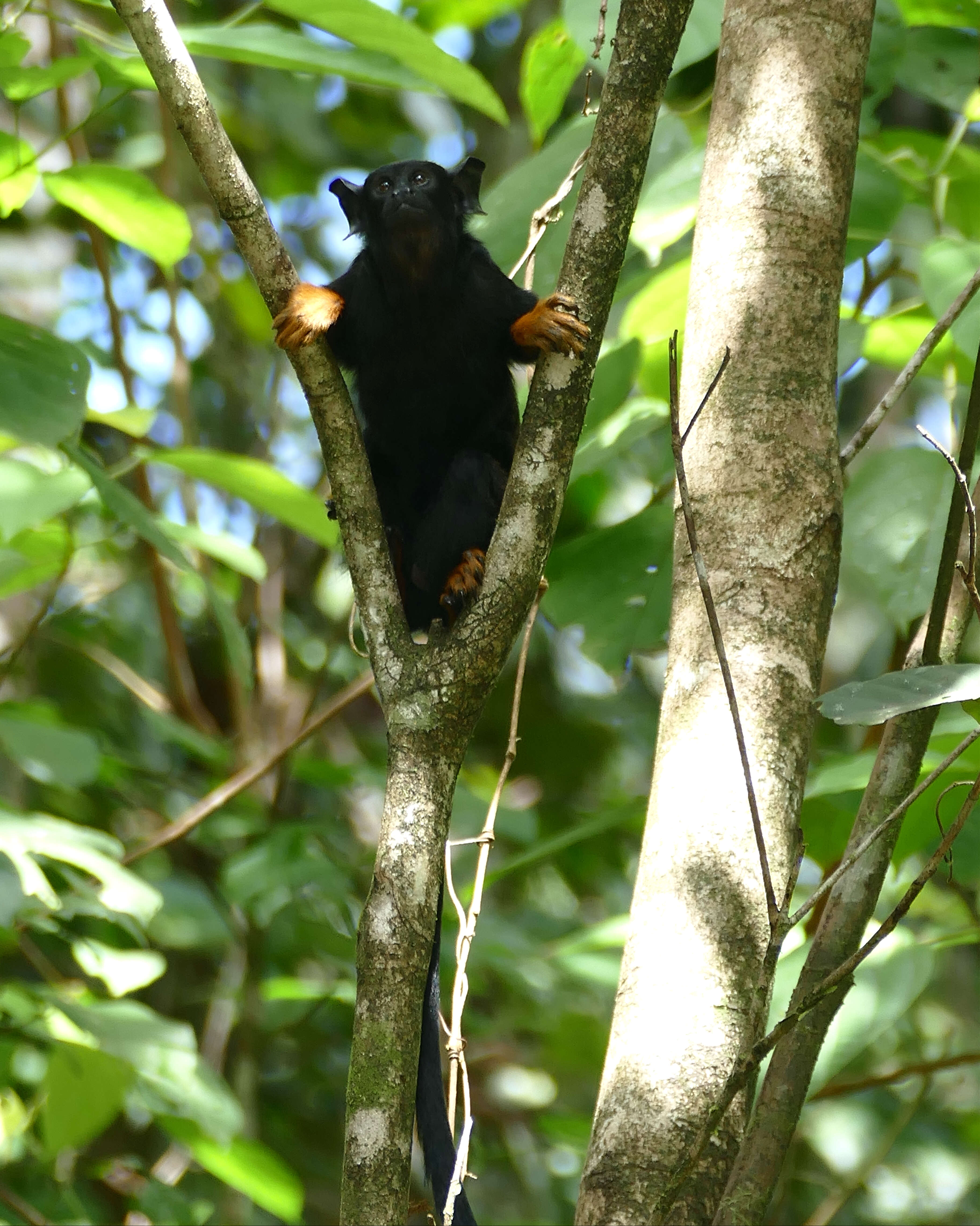 Image of Golden-handed Tamarin