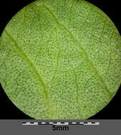 Image of Dock-Leaf Smartweed