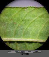 Image of Dock-Leaf Smartweed