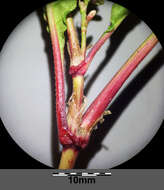 Image of Dock-Leaf Smartweed