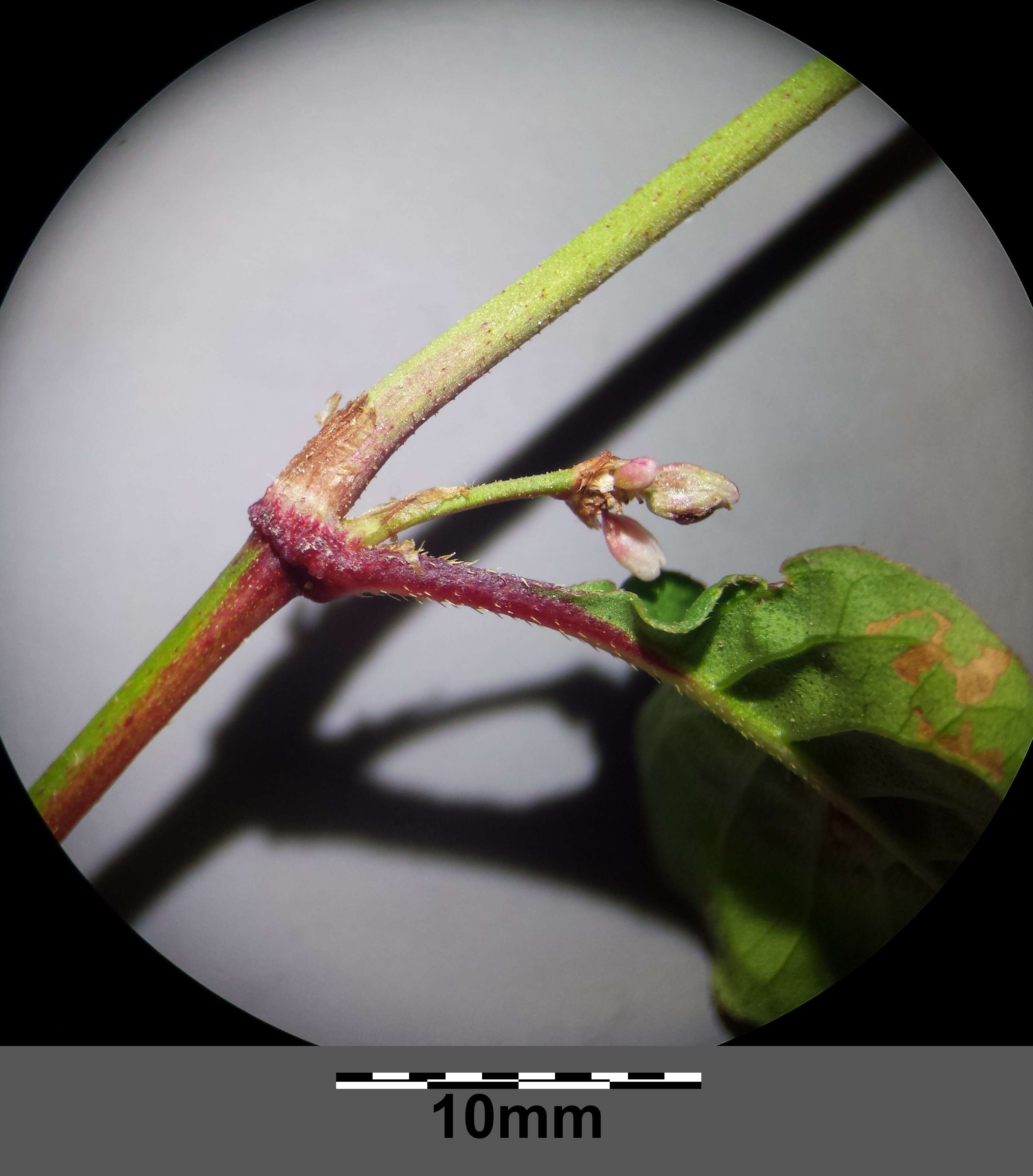 Image of Dock-Leaf Smartweed