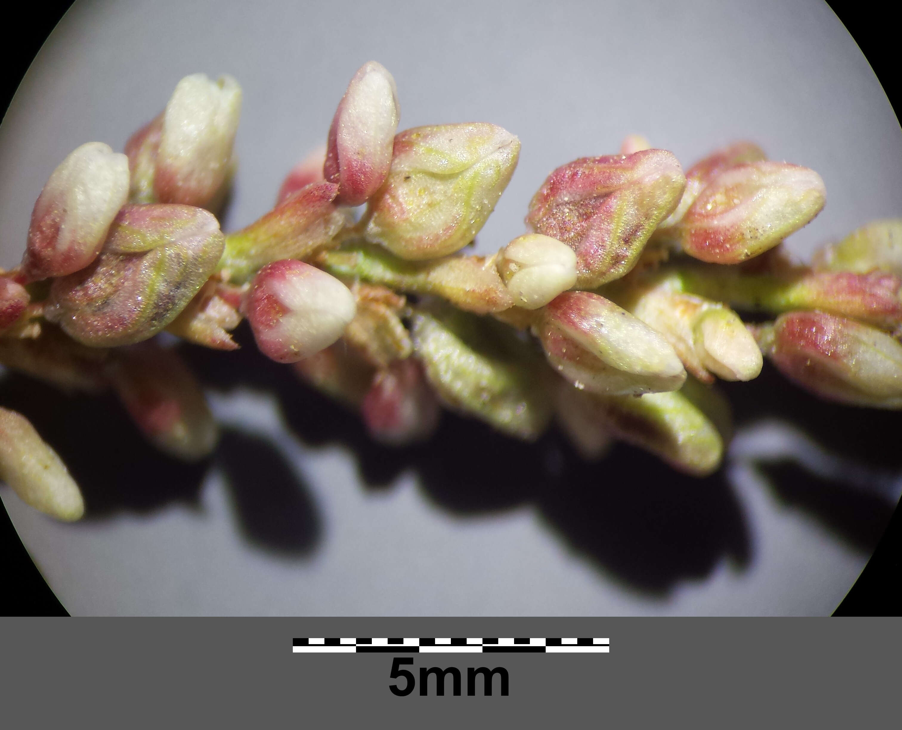 Image of Dock-Leaf Smartweed