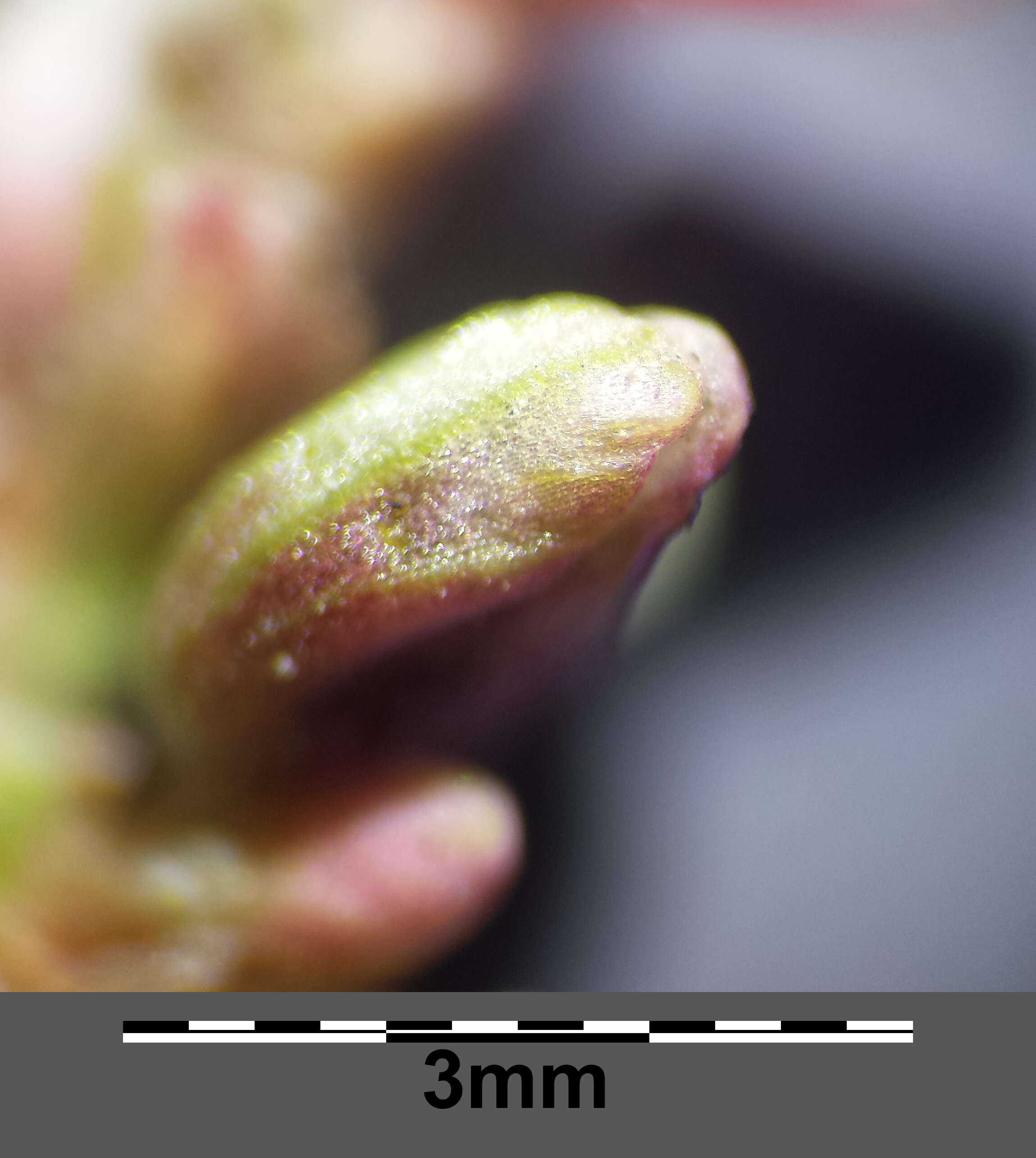 Image of Dock-Leaf Smartweed