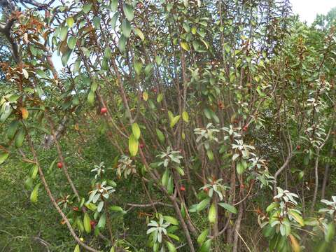 Image of Transvaal milk plum