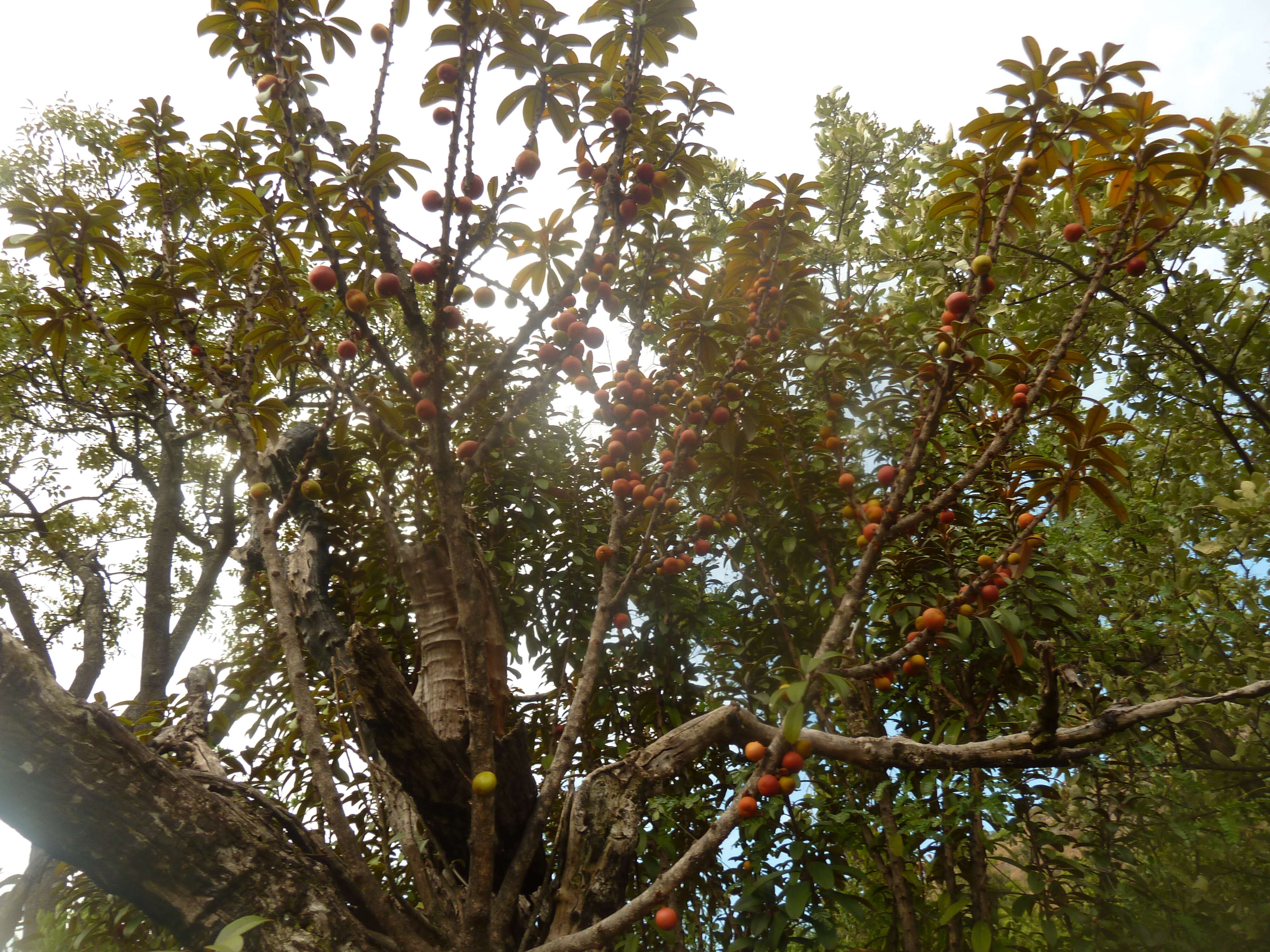 Image of Transvaal milk plum